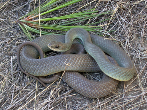 Photo of Western Yellow-bellied Racer (see long description below)