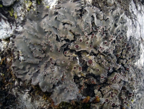 Photo of Winkled Shingle Lichen (see long description below)