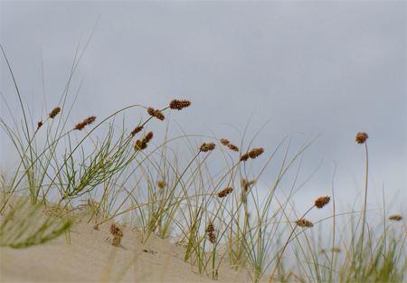 Photo of Baikal Sedge (see long description below)