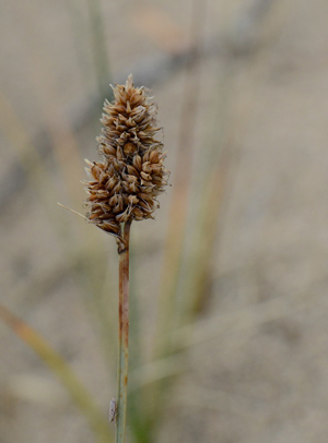 Close up photo of Baikal Sedge (see long description below)