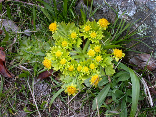 Photo d’une sanicle patte-d’ours (Sanicula arctopoides), plante à fleur herbacée, vivace et basse.