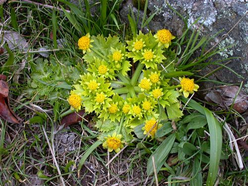 Photo of Bear’s-foot Sanicle (see long description below)