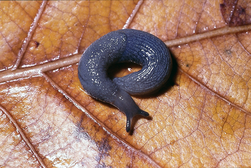 Photo of a Pygmy Slug (voir longue description ci-dessous)
