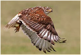 Photo of Ferruginous Hawk