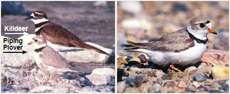 Photo of Piping Plover and Killdeer