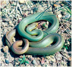 Photo of Eastern Yellow-bellied Racer