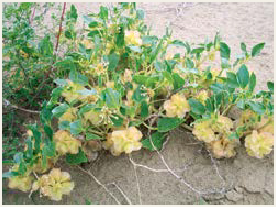 Small-flowered Sand-verbena