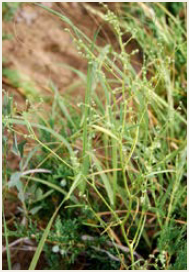 Photo of Smooth Goosefoot