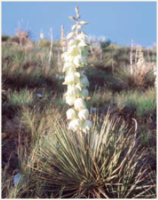 Photo of Soapweed (Yucca)