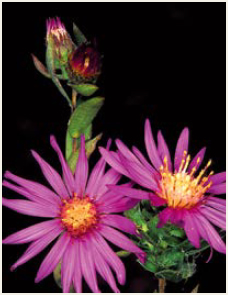 Photo of Western Silvery Aster