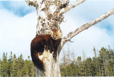 American marten