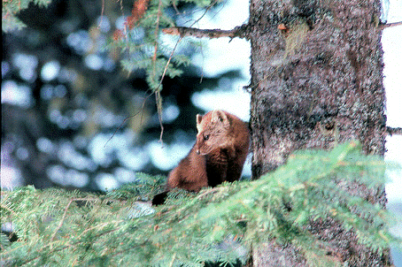  Newfoundlandmarten, Martes americana atrata