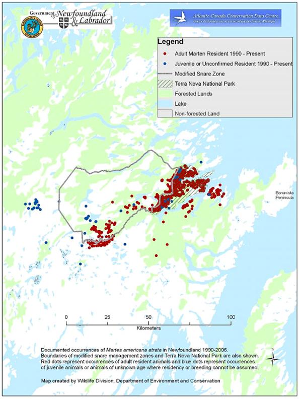 Recent distribution of the American marten in Eastern Newfoundland