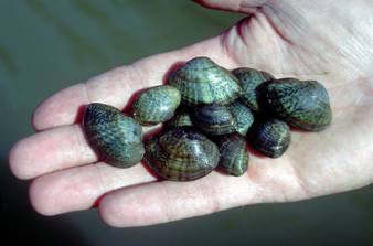 Figure 1. Live specimens of the Fawnsfoot (Truncilla donaciformis) collected from the Grand Riverin 1997. Photo courtesy of the National Water Research Institute.