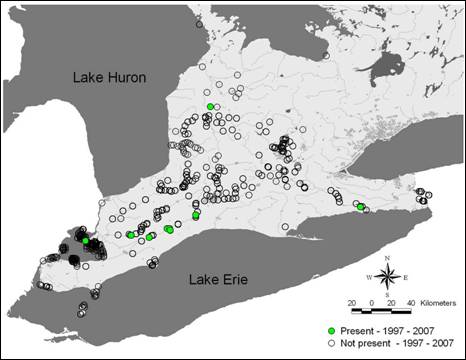 Figure 4. Current distribution (1997-2007) of the Fawnsfoot (Truncilla donaciformis) in Canada. Records obtained from the Lower Great Lakes Unionid Database.