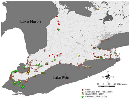 Figure 5. Distribution of the Fawnsfoot in relation to the distribution of the two potential hosts (freshwater drum and sauger) and the locations of dams. Distribution information for the Fawnsfoot is taken from the Lower Great Lakes Unionid Database and the fish distributions are taken from Fisheries and Oceans Canada’s fish distribution database. Information on locations of dams has been provided by the local conservation authorities.