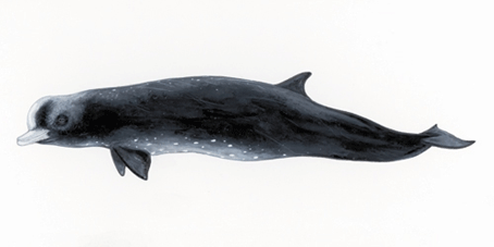 Photo of Northern Bluenose Whale