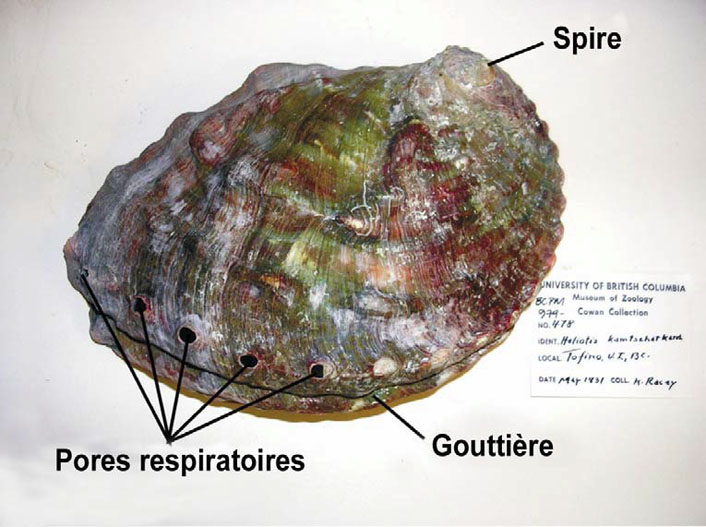 Photographie d’un spécimen de coquille de l’ormeau nordique provenant des collections du Musée royal de la Colombie-Britannique. La spire, la gouttière et les pores respiratoires sont indiqués.