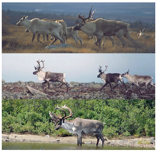 Three photos of the Caribou