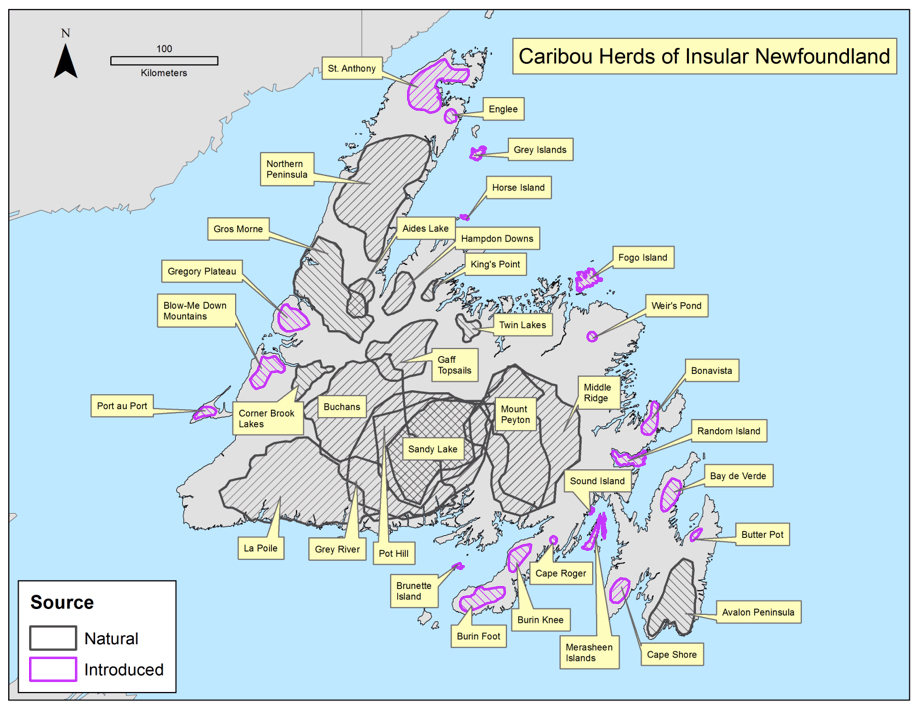 Caribou Herds of Insular Newfoundland