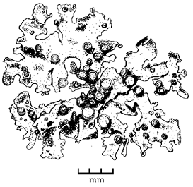 leptoge des terrains inondés