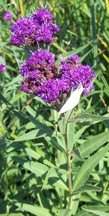 Fascicled Ironweed