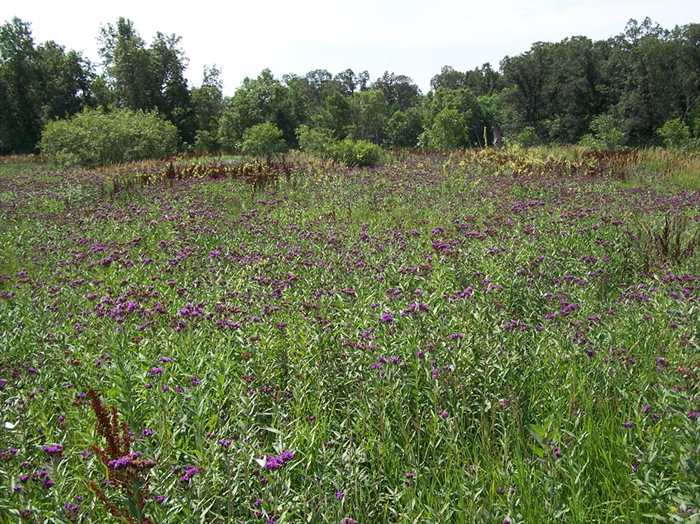 Photo of an open area along the Rat River
