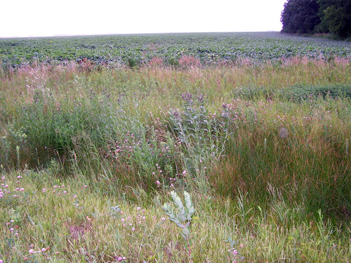 Photo of Fascicled Ironweed growing along the margins