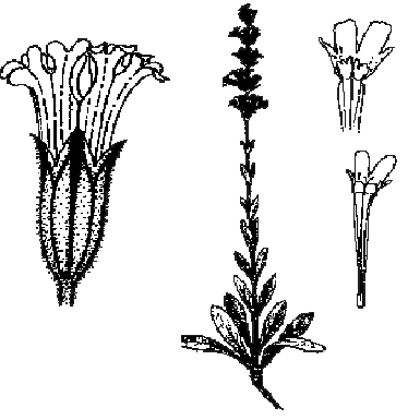 Coastal Scouler’s Catchfly