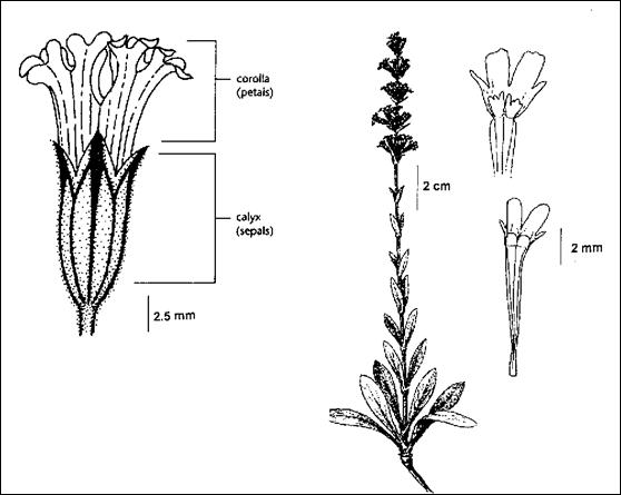 Figure 1.  Illustration of Silene scouleri ssp. grandis.  Enlarged illustration of flower by Jane Lee Ling from Douglas et al. 2002, with permission; illustrations of habit and of petal details by J.R. Janish from Hitchcock and Cronquist 1973, with permission.