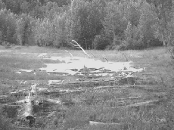 Photo de l’azolle du Mexique poussant à la surface d’un méandre mort près de Little Fort, en Colombie-Britannique.