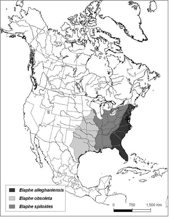 Figure 1. Répartition nord-américaine de la couleuvre obscure (Elaphe spiloides) et d'autres espèces putatives du complexe de la couleuvre obscure.