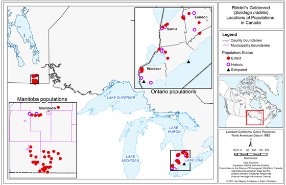 Locations of Riddell's Goldenrod populations in Canada