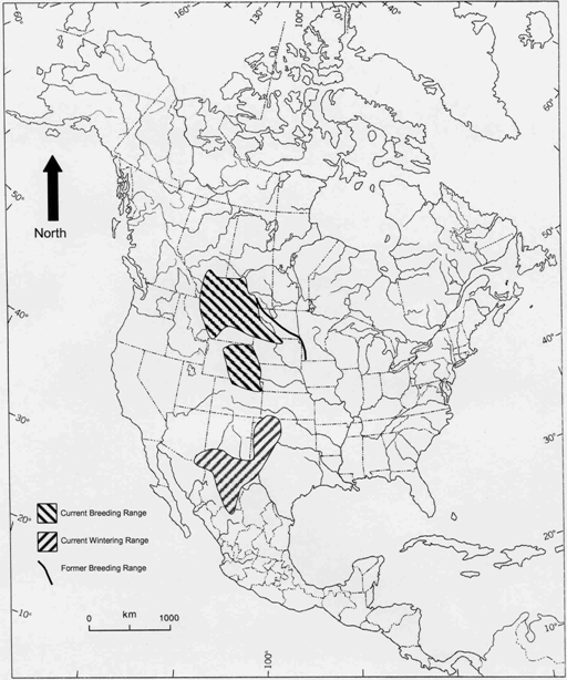 Breeding and wintering range of the McCown's Longspur 