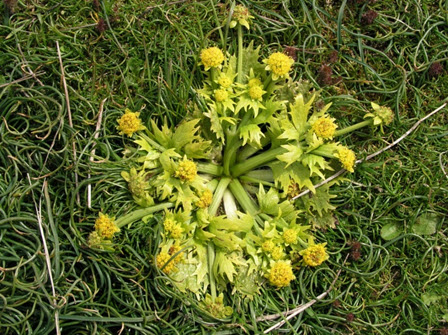 Photo of Bear’s-foot Sanicle