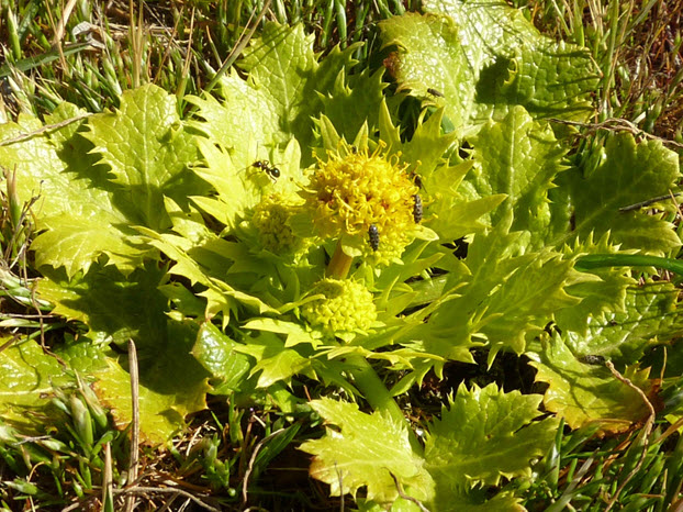 Photo of the Bear’s-foot Sanicle in flower