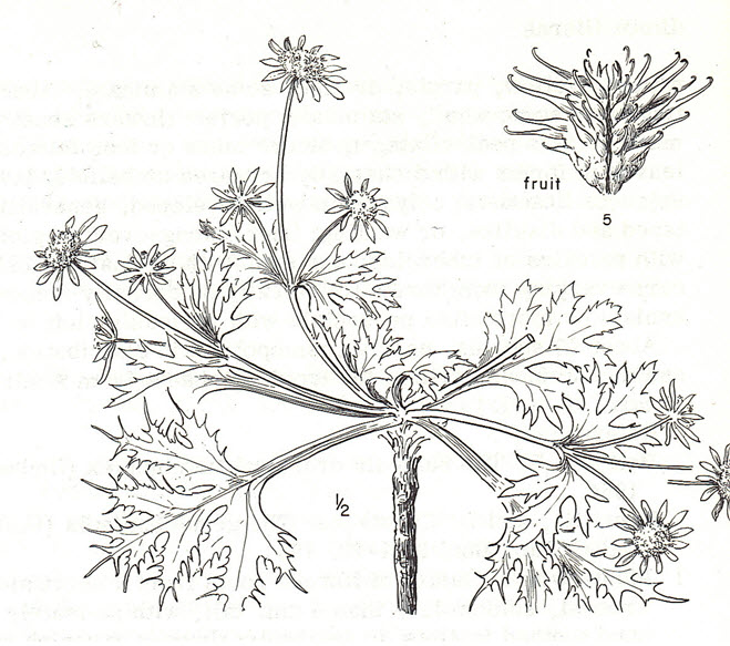 Line drawing of the Bear’s-foot Sanicle  Line drawing of the Bear’s-foot Sanicle Line drawing of the Bear’s-foot Sanicle Line drawing of the Bear's-foot Sanicle  