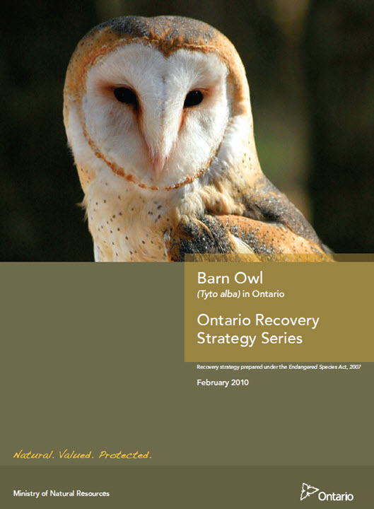Barn Owl in Ontario