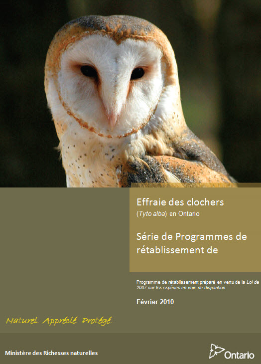 Bannière de la Série de Programmes de rétablissement de l'Ontario de l'Effraie des clochers