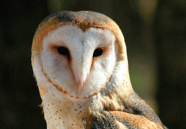 Chouette effraie (Tyto alba) ou Effraie des clochers - Tytonidé