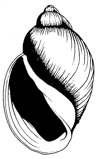 Hotwater physa (physella wrighti)