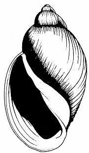 Physe d'eau chaude (Physella wrighti)