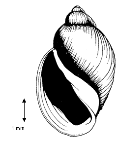 Figure&nbsp;1.&nbsp; Physella wrighti, la physe d’eau chaude; illustration de Trent&nbsp;Hoover, utilisée avec sa permission