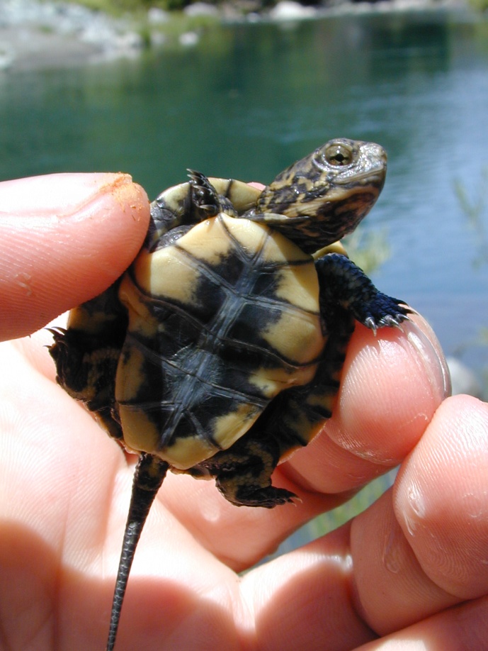 Western Pond Turtle juvenile showing the vertical side (plastron).