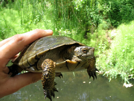 Western Pond Turtle showing the speckling pattern on the neck and flecks on the shell.