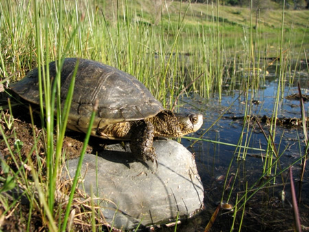 Western  Pond Turtle showing characteristic low-domed carapace and yellow undersides.