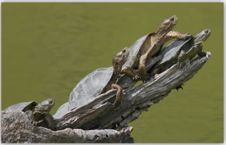 Photo of Western Pond Turtles on tree stub