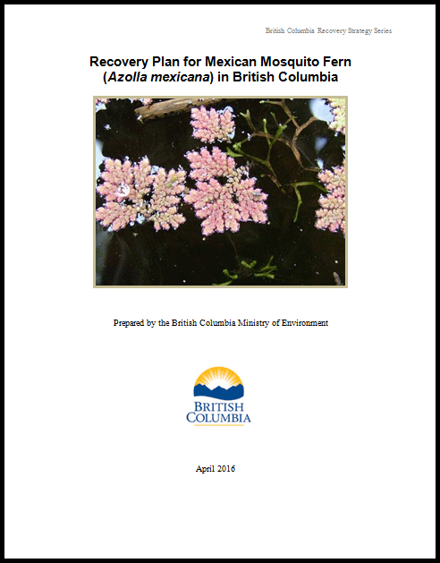 Photo of Mexican Mosquito Fern