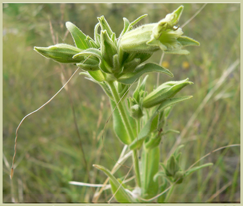 Spalding’s Campion (Silene spaldingii)