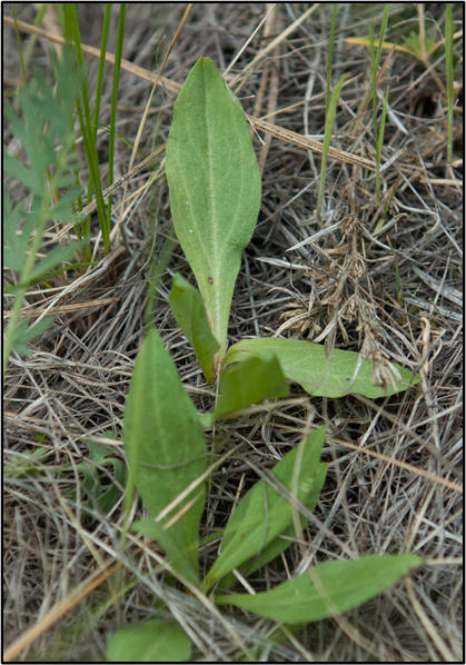 rosettes